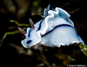Nudibranch.  Chromodoris Willani contemplating where to g... by Elaine Wallace 